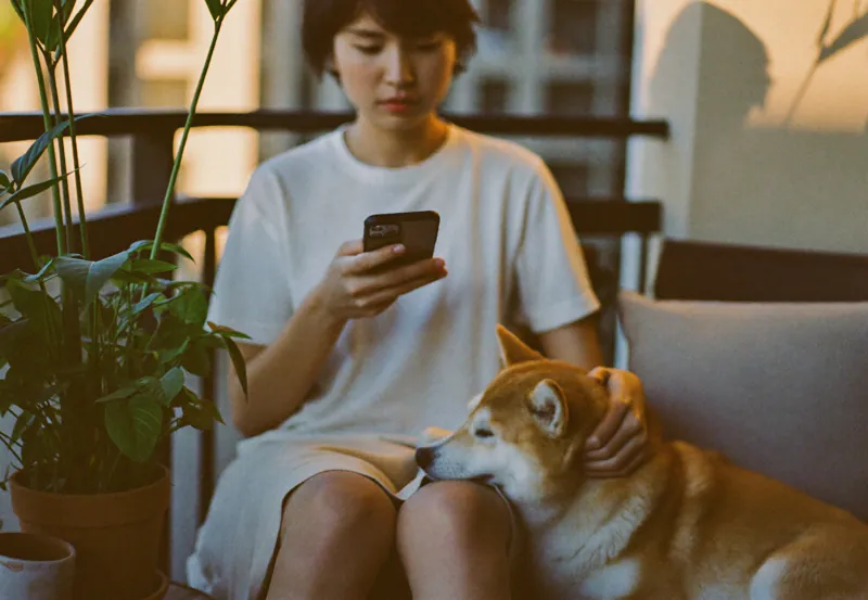 A dog relaxed at home, cared for through the Paws & Co app