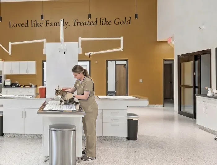 The prep and treatment room, with our tagline on the gold wall