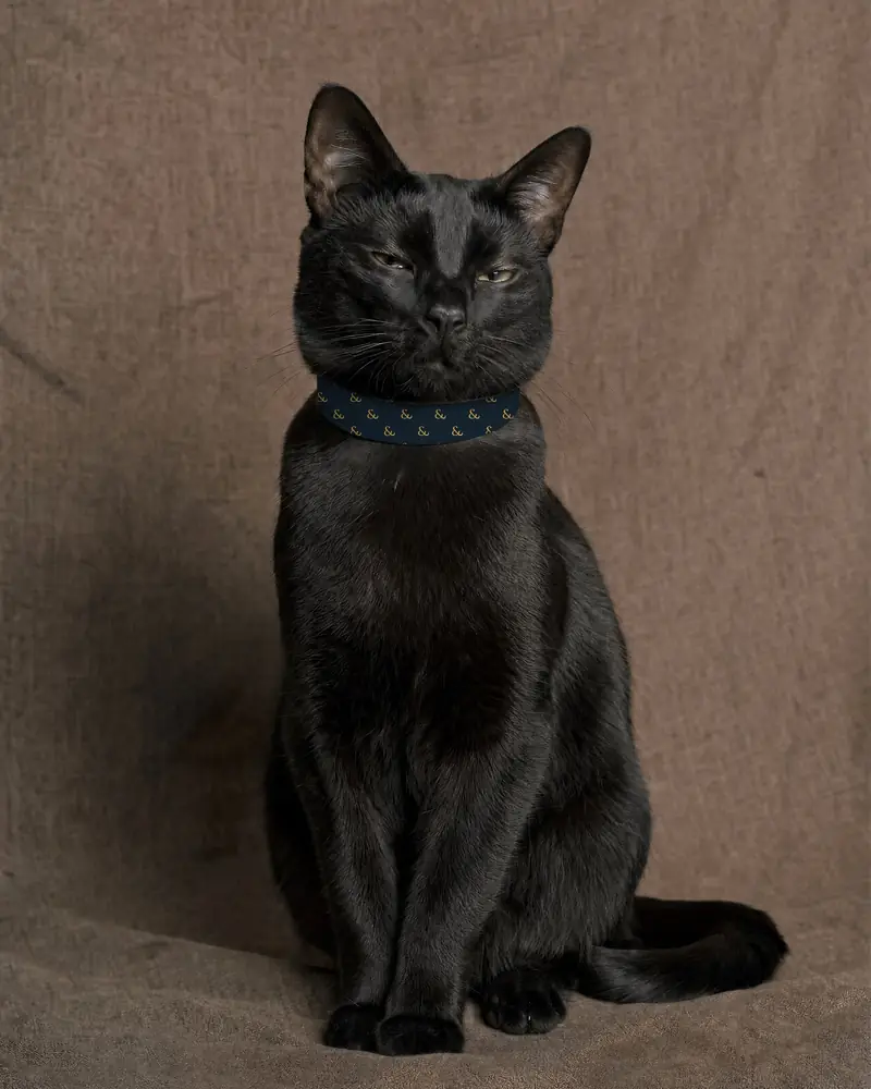 A black cat in a Gold on Navy collar