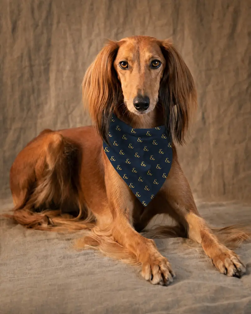 A Saluki in a Gold on Navy bandana