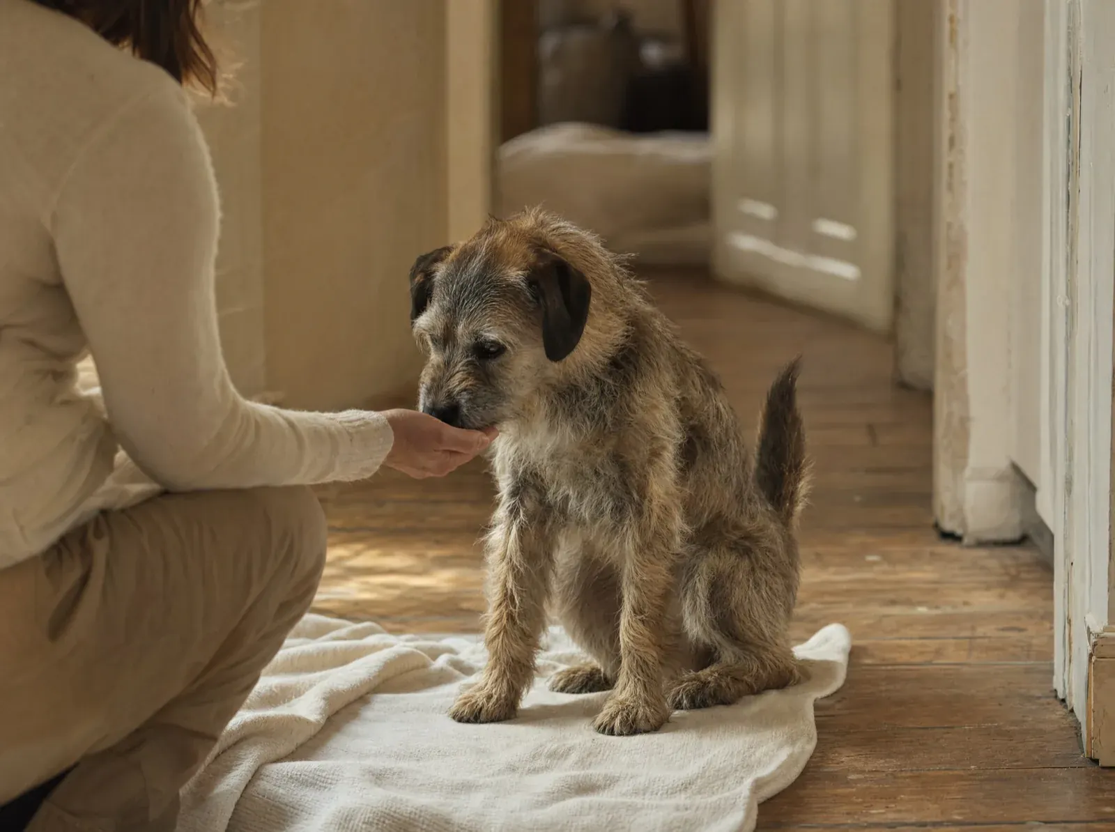 A shy rescue dog on a blanket sniffing a foster carer's open hand