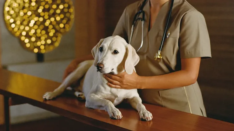 Just Adopted? Your First Vet Visit, Explained