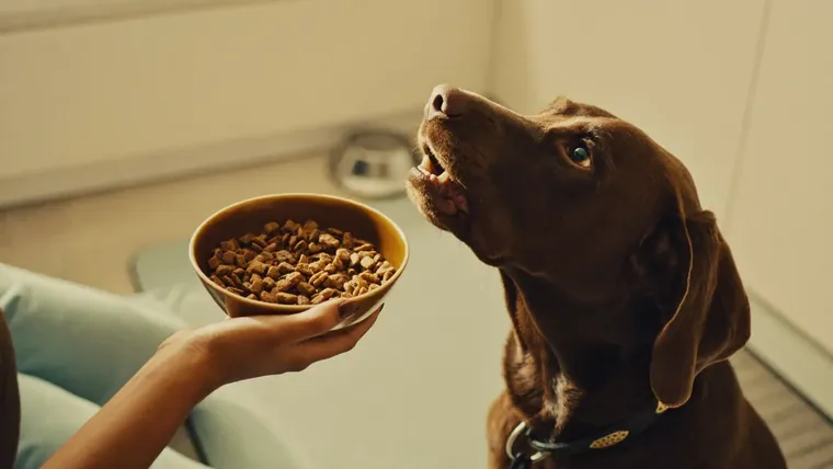 Pet Nutrition Basics: What to Feed and What to Avoid