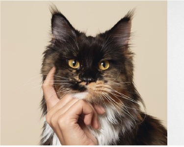 Maine Coon cat portrait