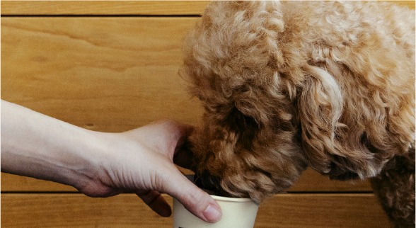 Dog drinking from a Paws & Co cup
