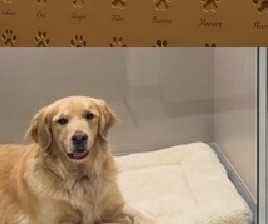 Golden retriever relaxing