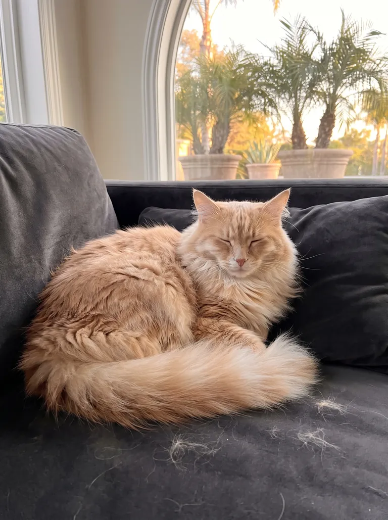 A ginger long-haired cat asleep on a dark sofa with tufts of shed fur around it