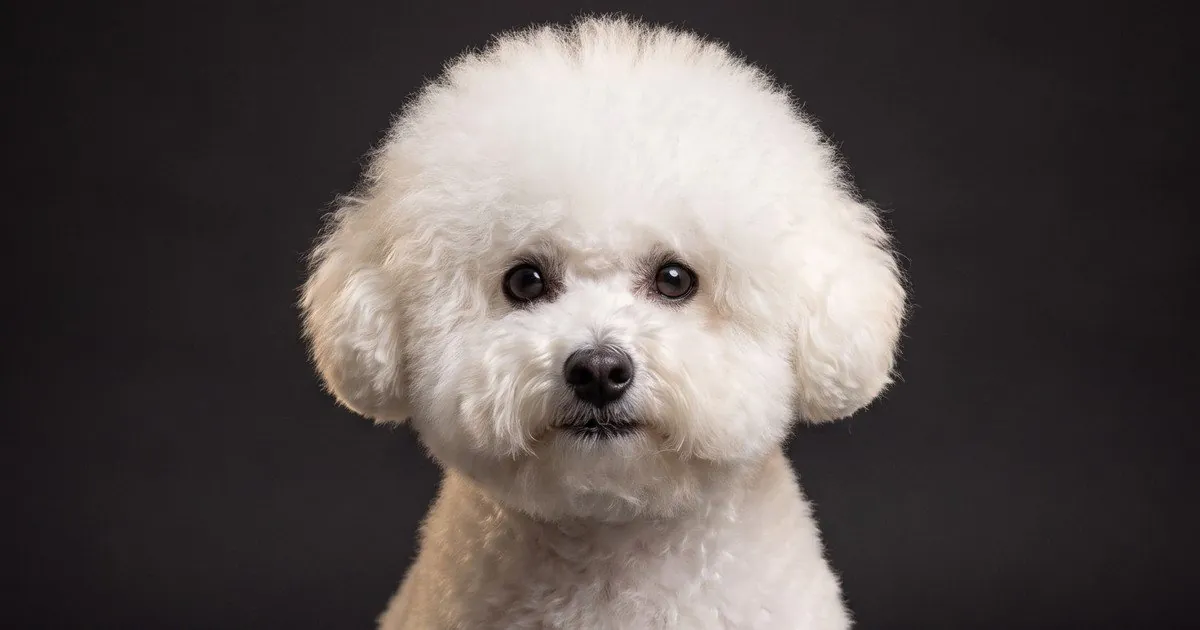 A Bichon Frise, studio portrait