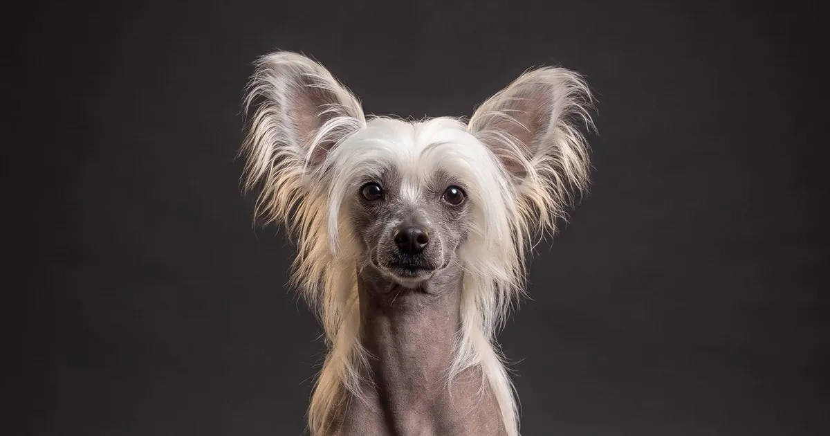 A Chinese Crested, studio portrait