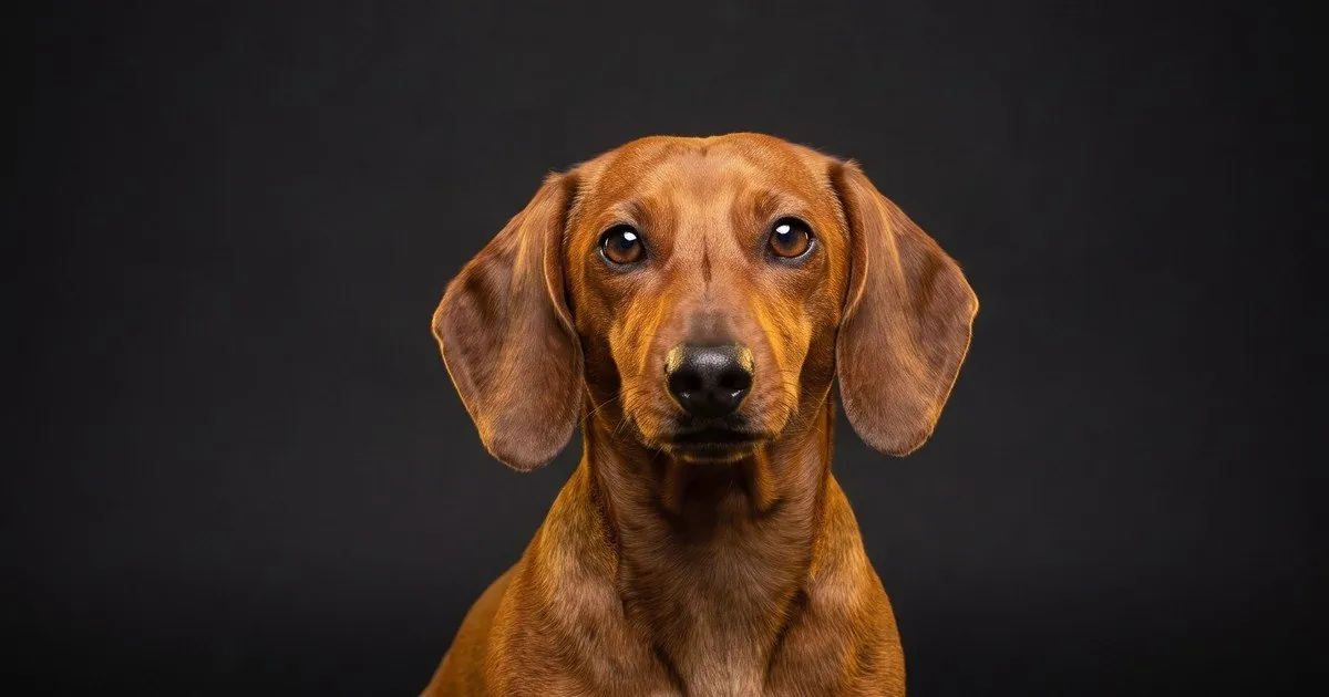 A Dachshund, studio portrait