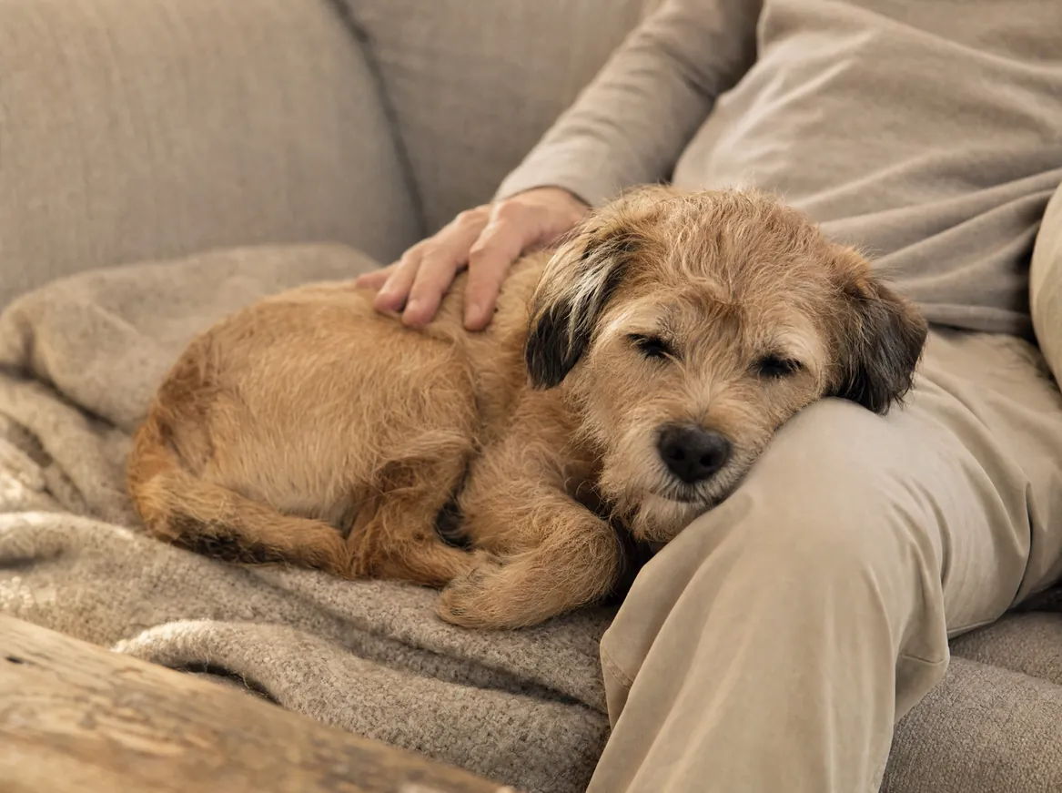 A sleepy terrier curled on a blanket across a parent's lap, a hand on its back