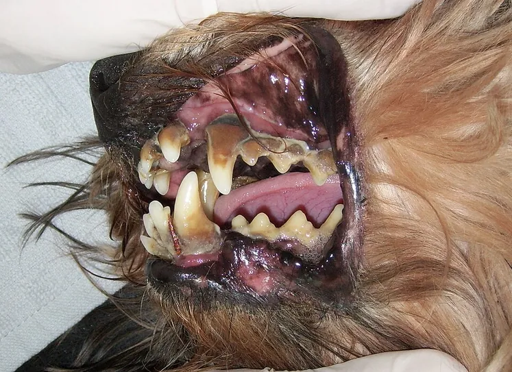 A small dog's mouth with heavy tartar, gums pulled back and teeth missing