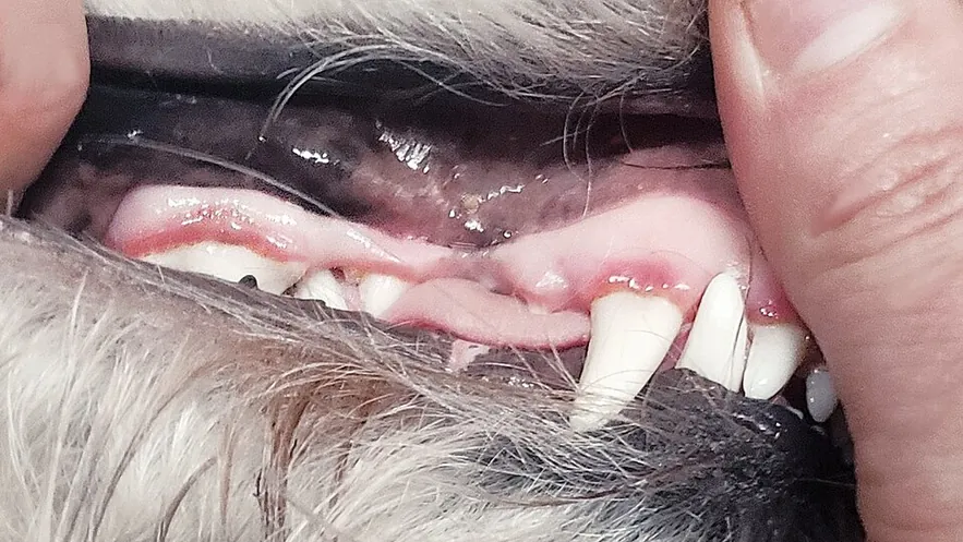 A dog's mouth with red, swollen gums along the edge of the teeth