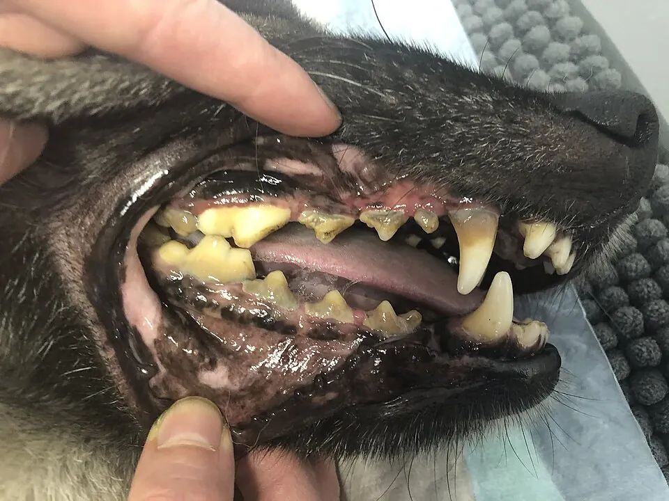 A dog's back teeth coated in yellow-brown tartar, with red gums shrinking back