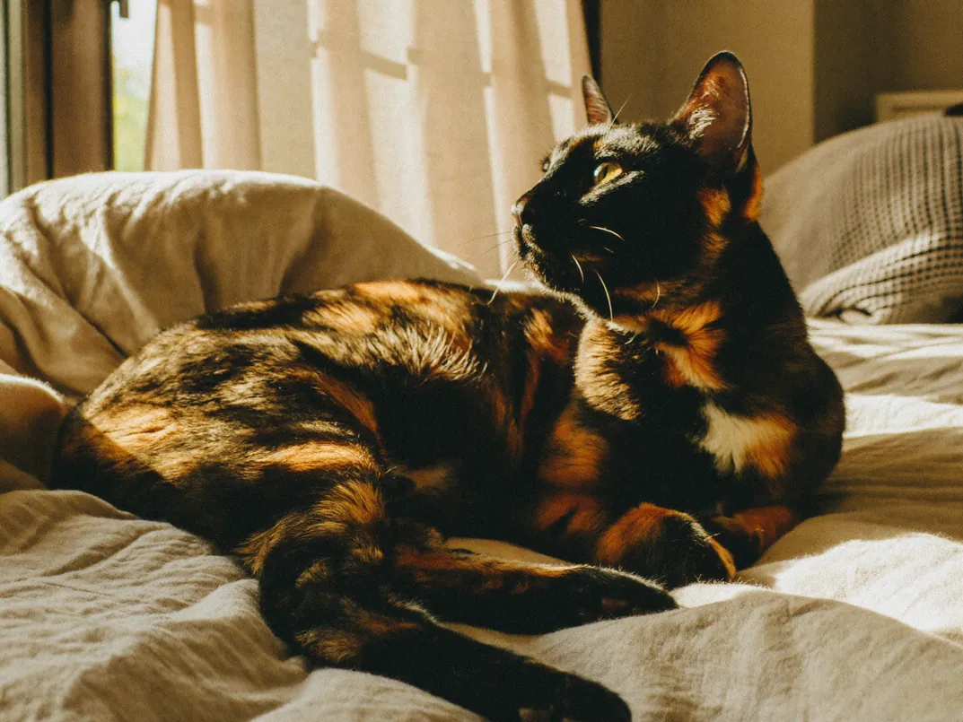 A tortoiseshell cat stretched out on a sunlit bed