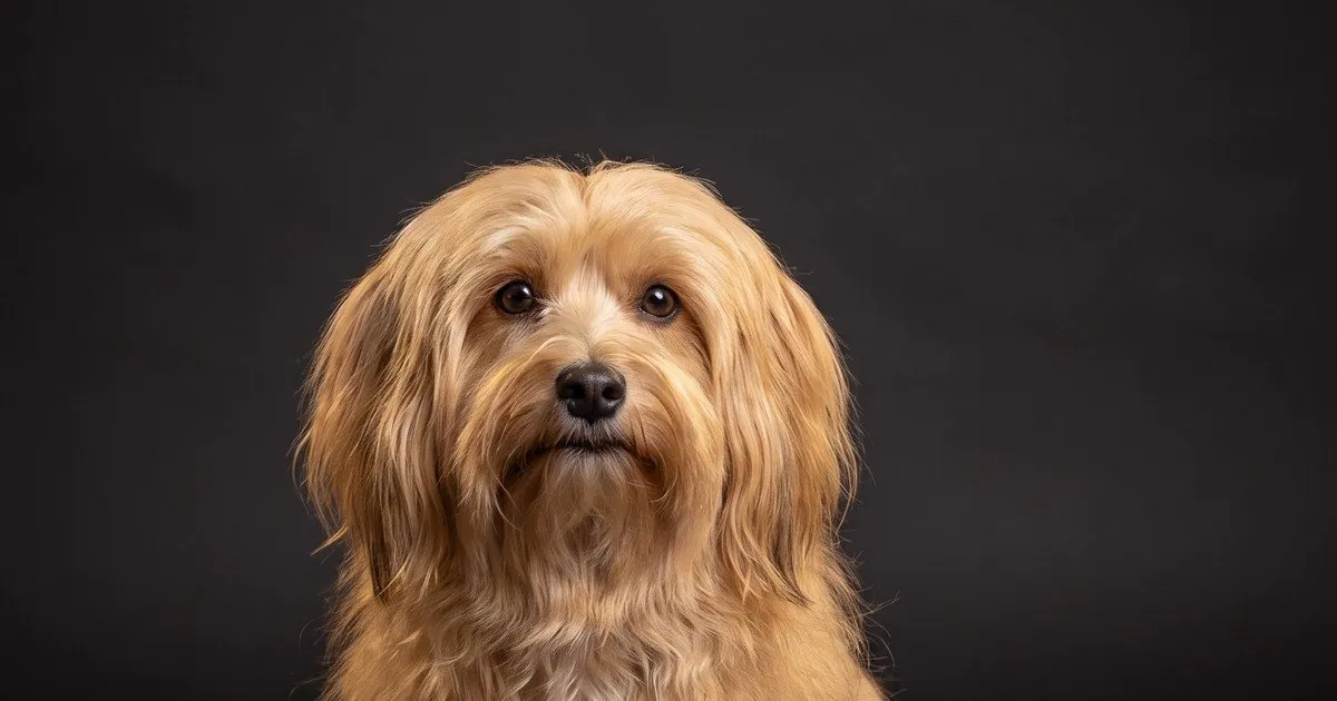 A Havanese, studio portrait