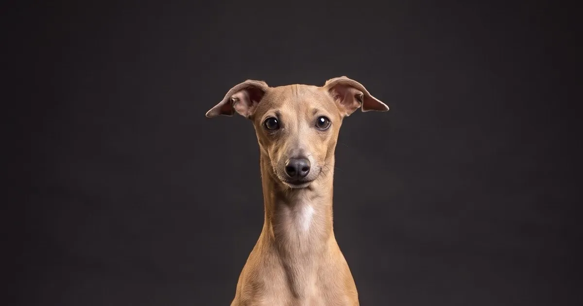 A Italian Greyhound, studio portrait
