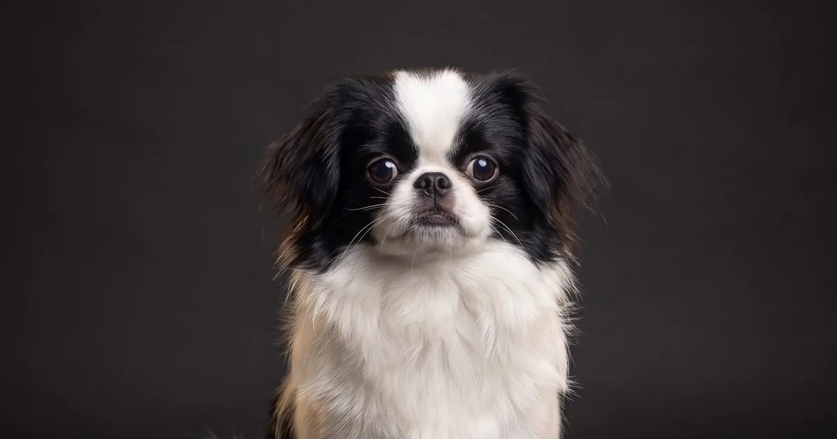 A Japanese Chin, studio portrait