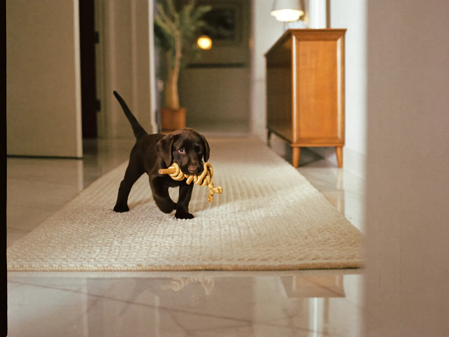 A chocolate Labrador puppy trotting along a hallway rug with a rope toy in its mouth