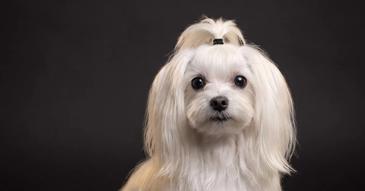 A Maltese, studio portrait