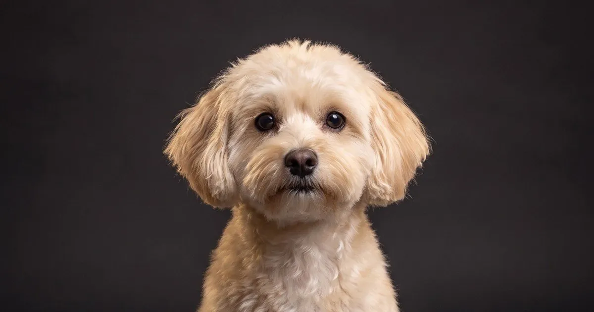 A Maltipoo, studio portrait