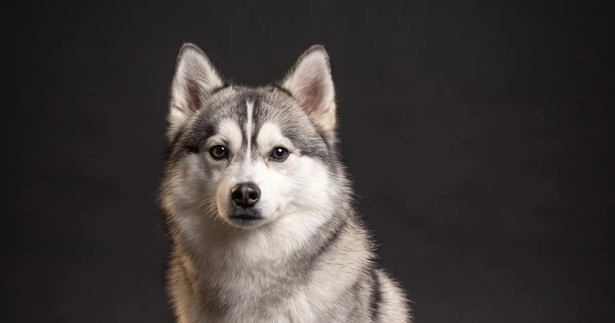 A Pomsky, studio portrait