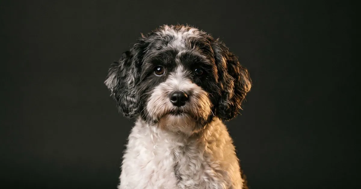 A Shih-Poo, studio portrait