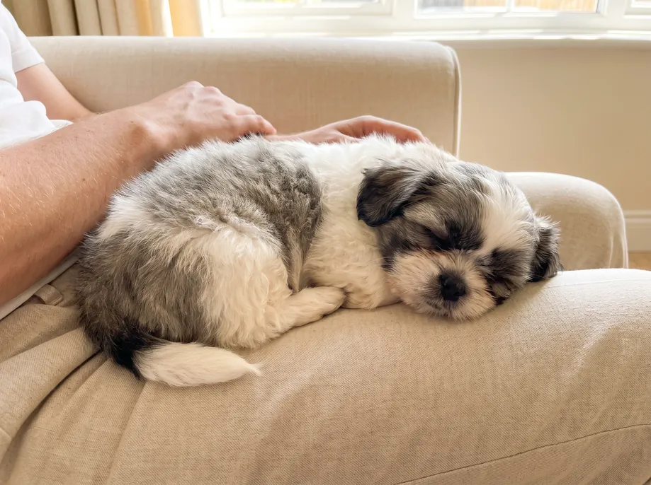 A fluffy puppy asleep on a cream sofa under a parent's hand