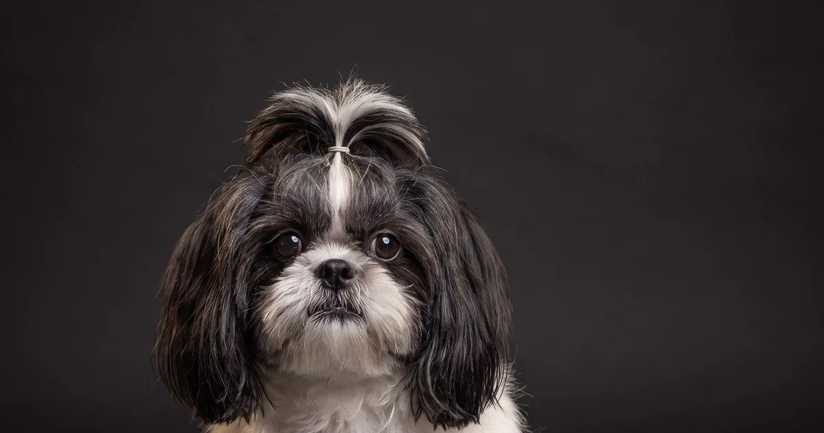 A Shih Tzu, studio portrait