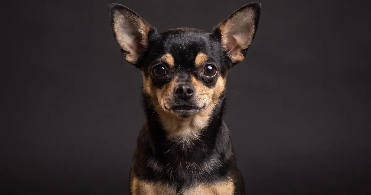 A Teacup Chihuahua, studio portrait