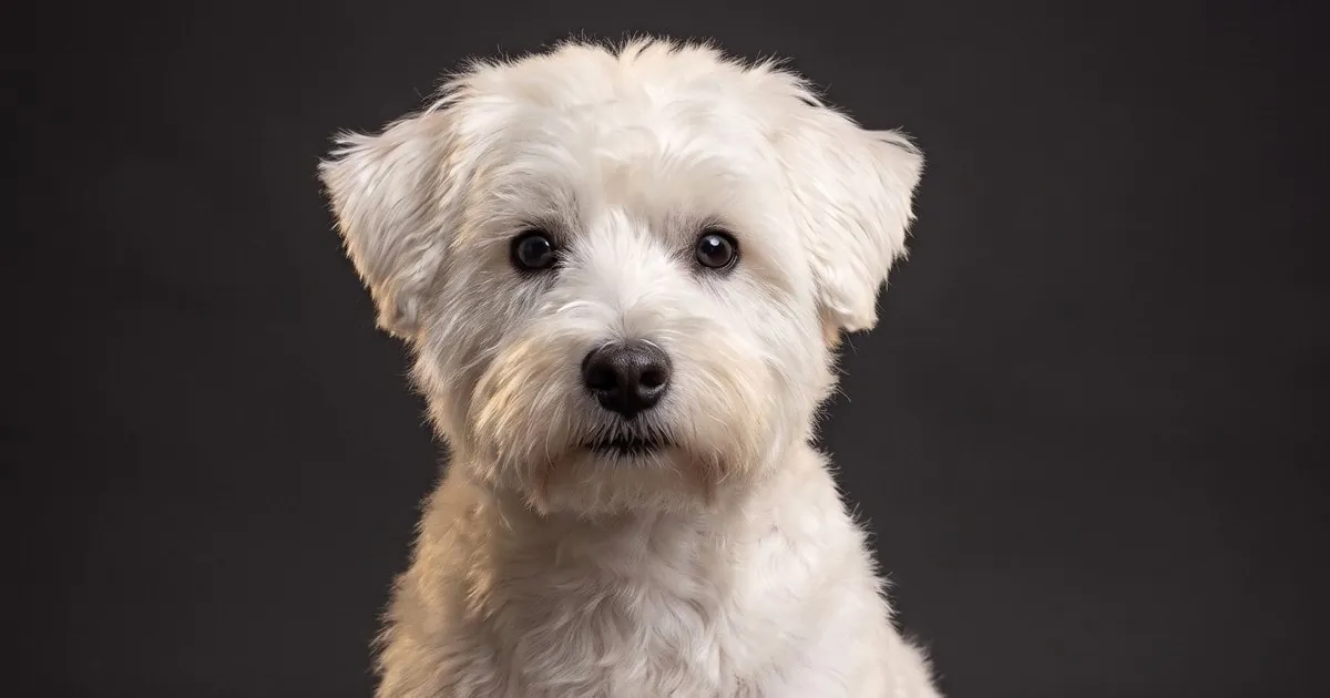 A Westiepoo, studio portrait