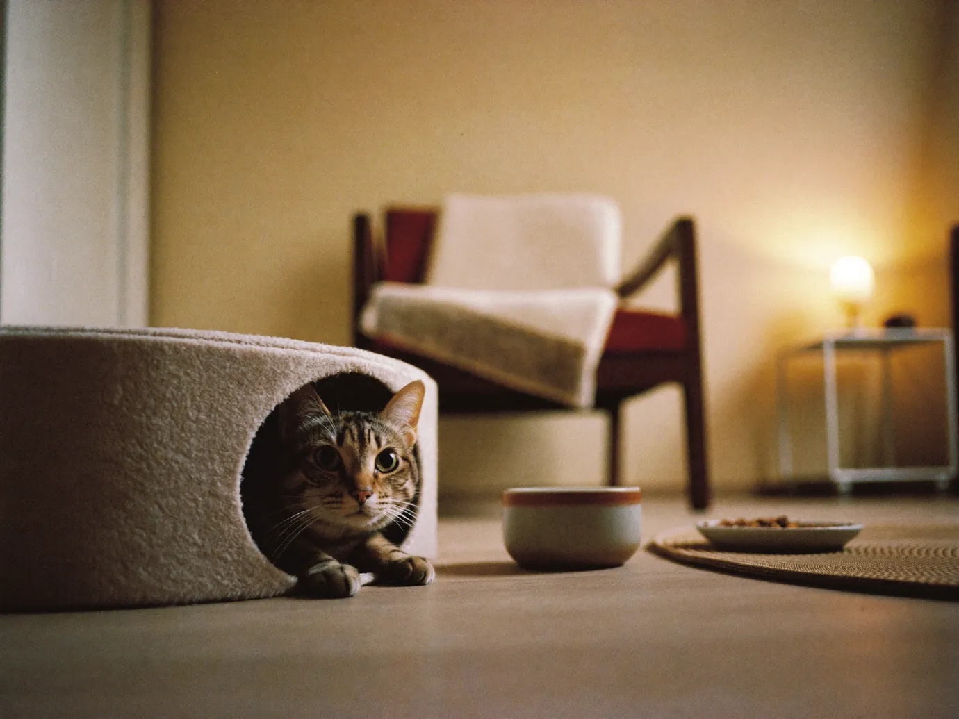 A tabby cat looking out of a felt cat cave at home, a water bowl beside it