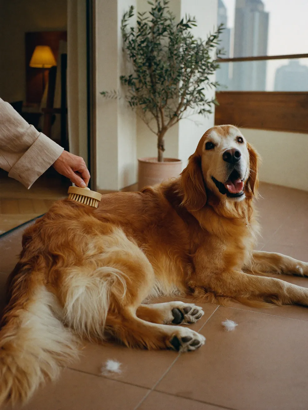 A Golden Retriever being brushed on a Dubai balcony