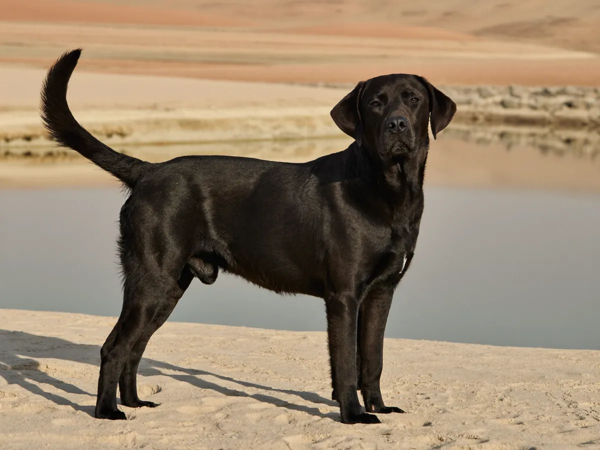 A black Labrador standing on sand by the water