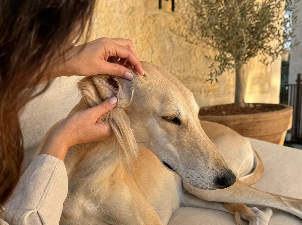 Hands checking behind a Saluki's ear after a walk