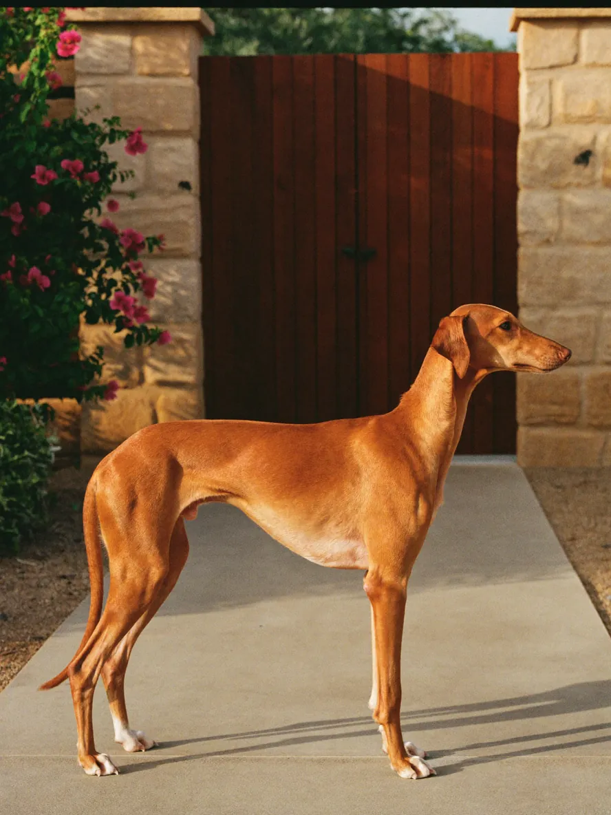 A Saluki standing on a garden path outside a villa gate