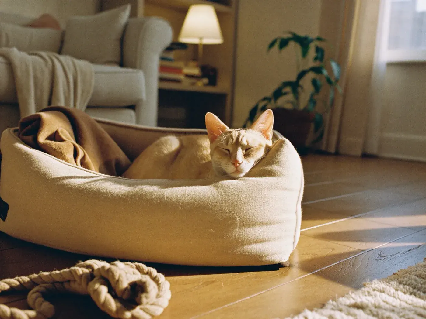 A ginger cat asleep in a dog bed far too big for them, beside an old rope toy, at home
