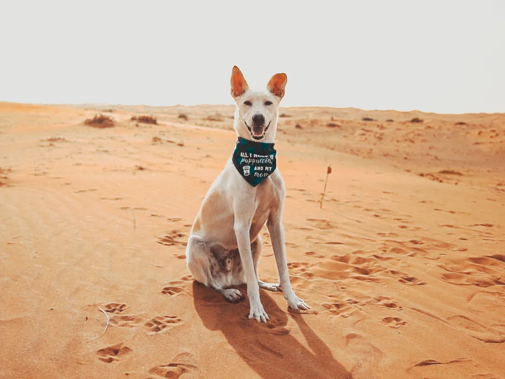 A desert dog in a bandana sitting on the dunes outside Dubai
