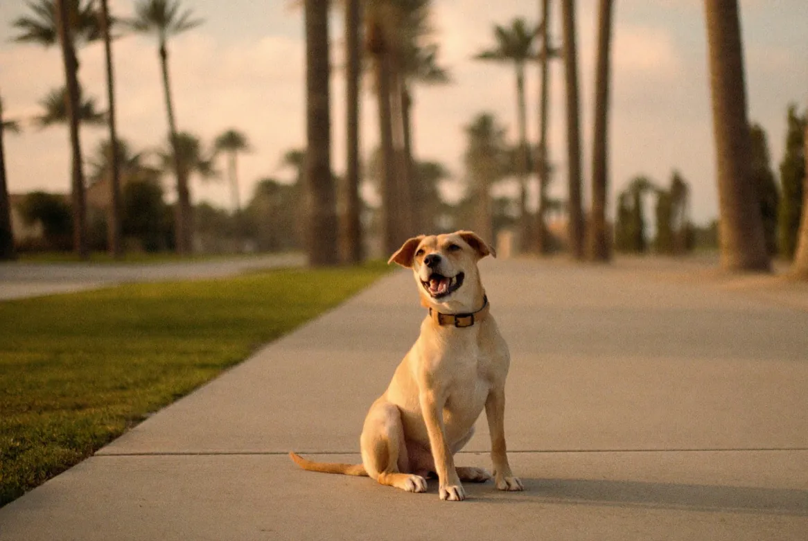 A desert dog in a leather collar on a palm-lined path