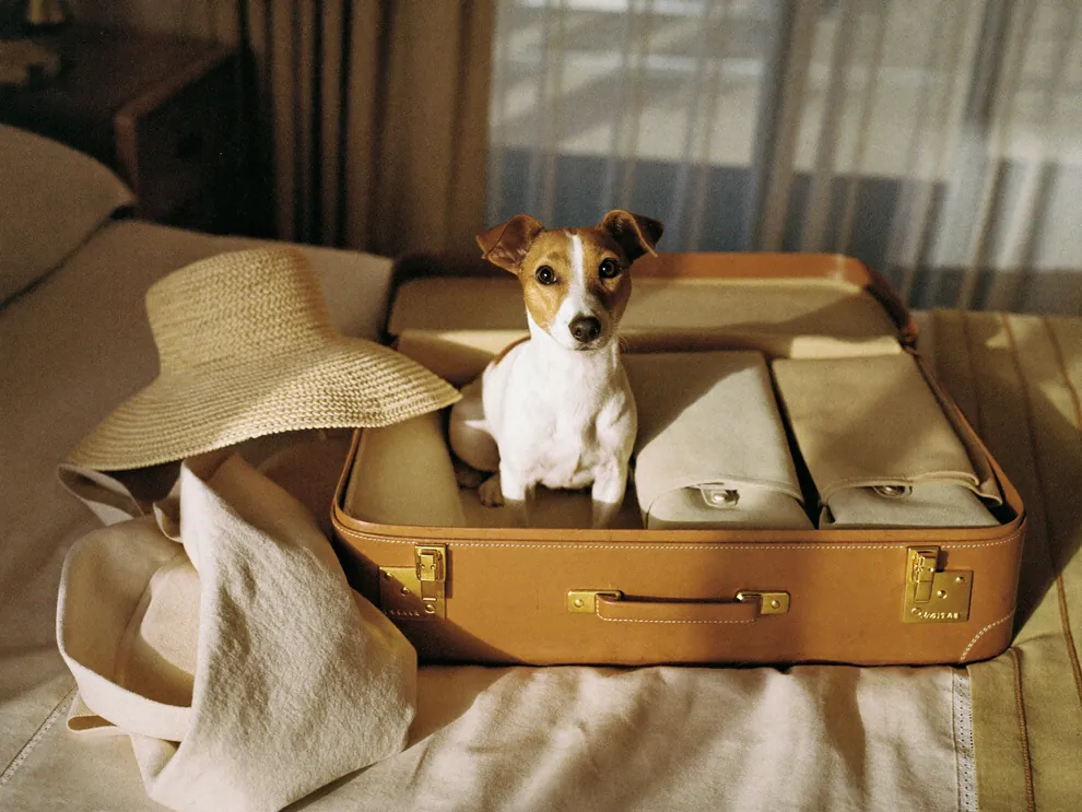 A Jack Russell Terrier sitting in an open suitcase on a bed, beside a straw hat, ready to travel