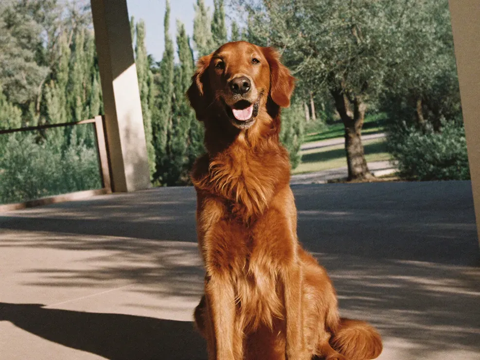 A Golden Retriever portrait