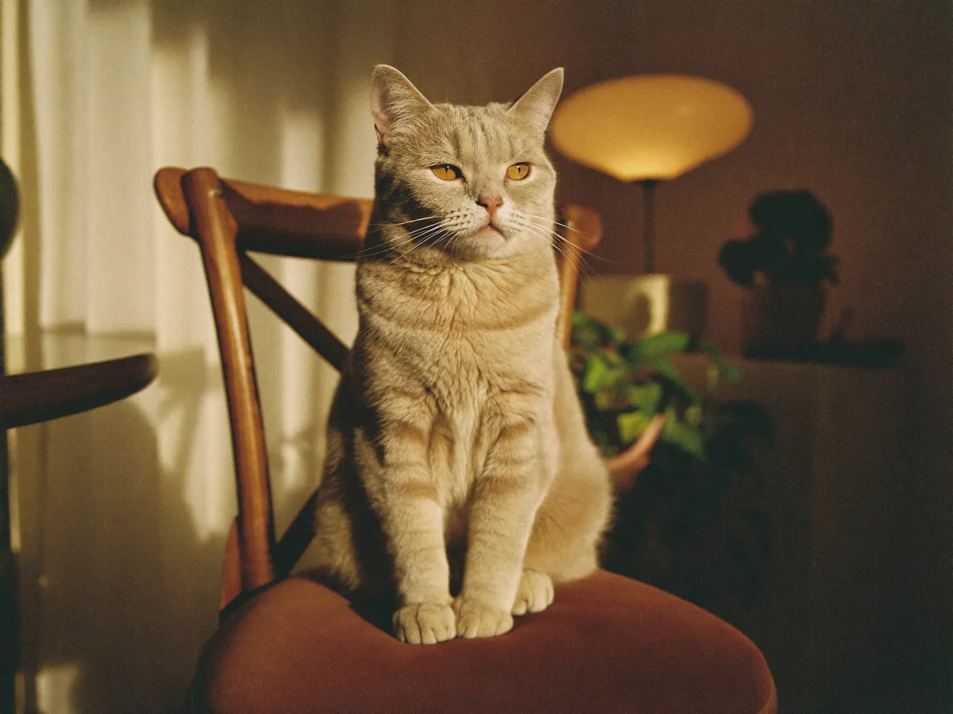 A cream tabby cat sitting on a wooden chair at home
