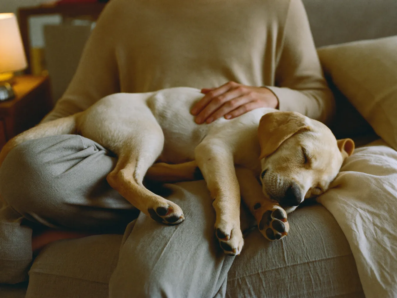 A sleepy Labrador puppy resting on its owner's lap at home in Dubai