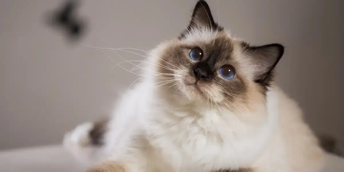 A blue-eyed cat looking up from a soft blanket