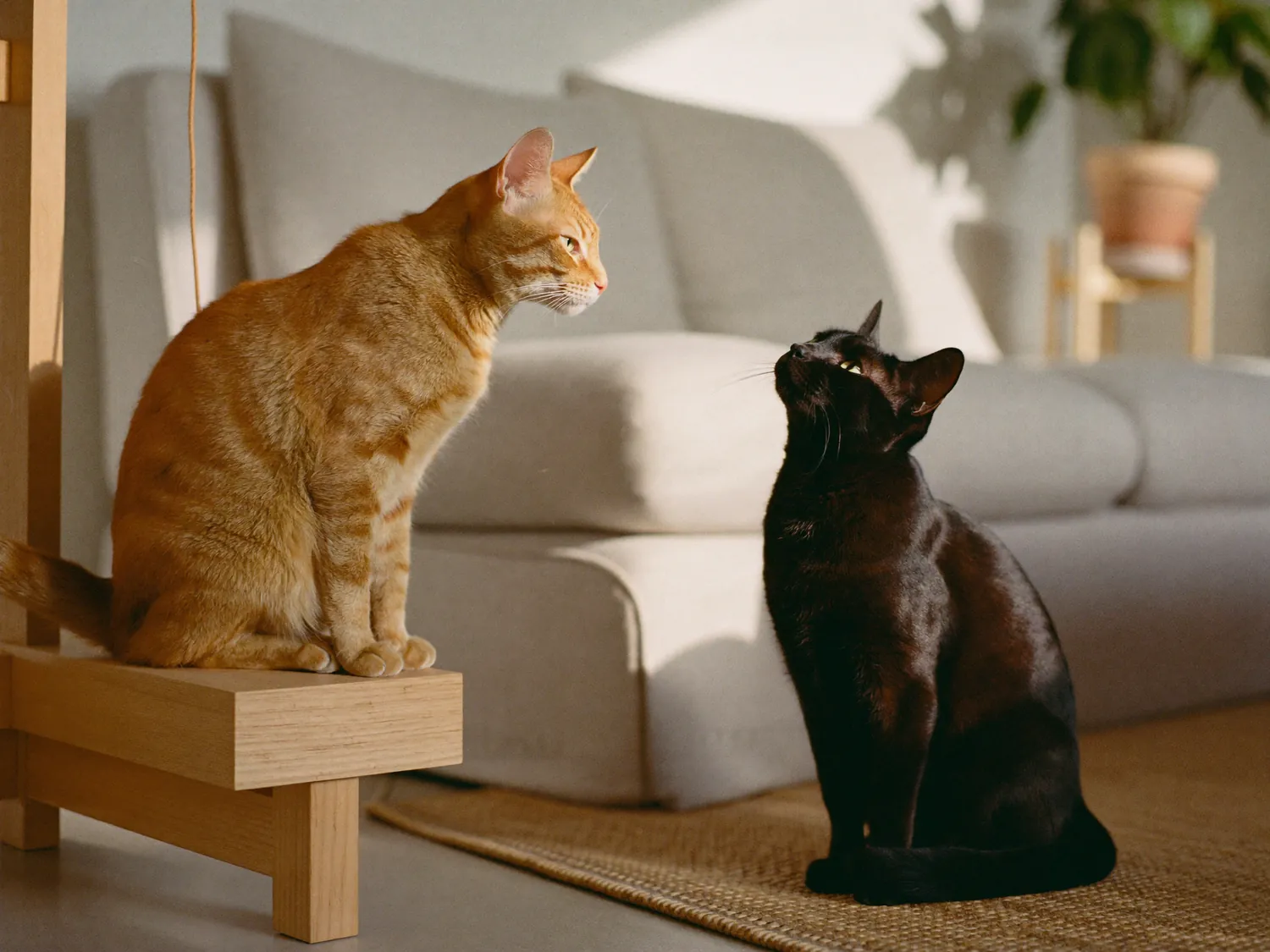 A ginger cat and a black cat sitting together in a sunlit living room