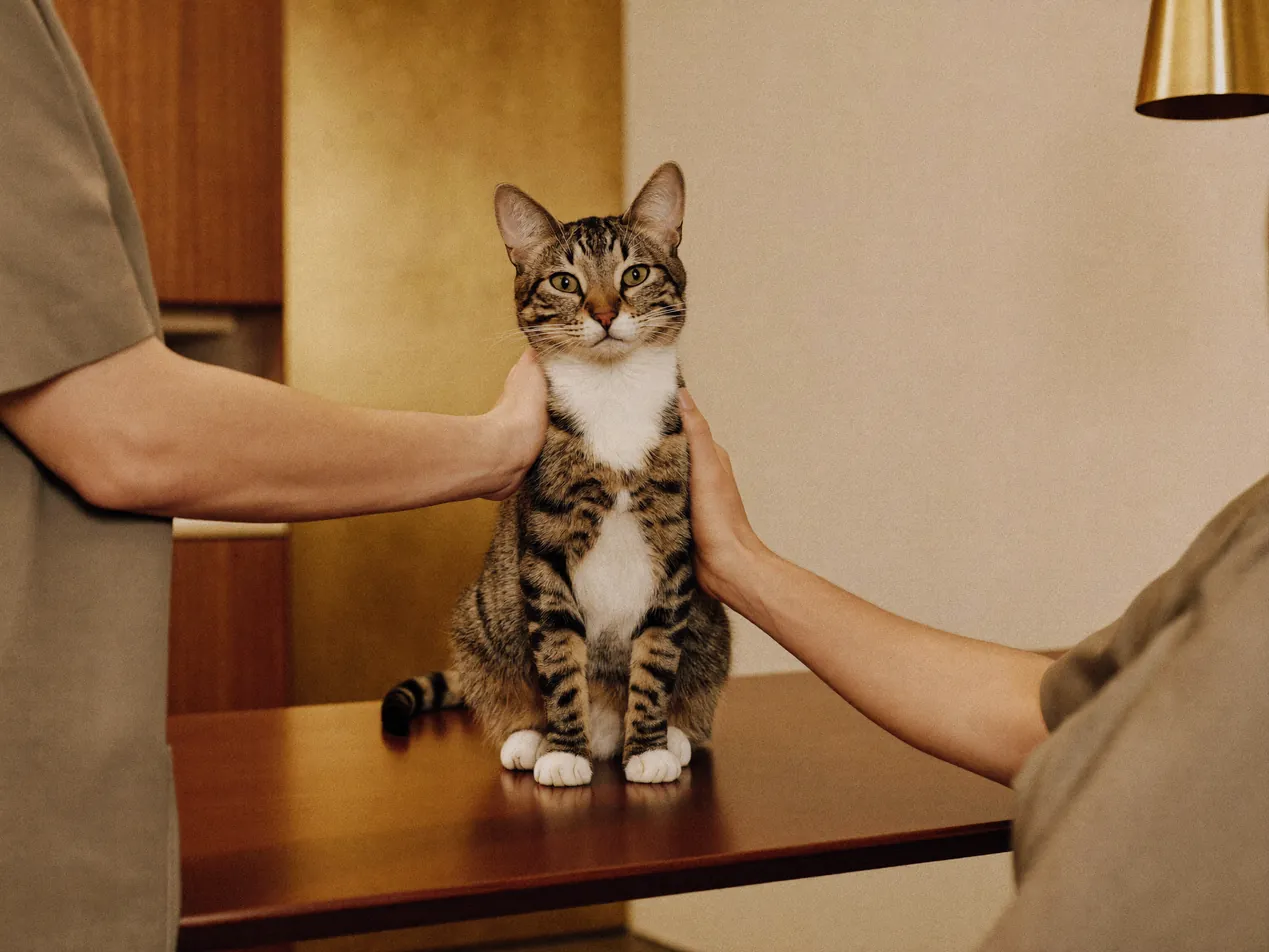 A tabby cat standing calmly on the consultation table between a vet's hands