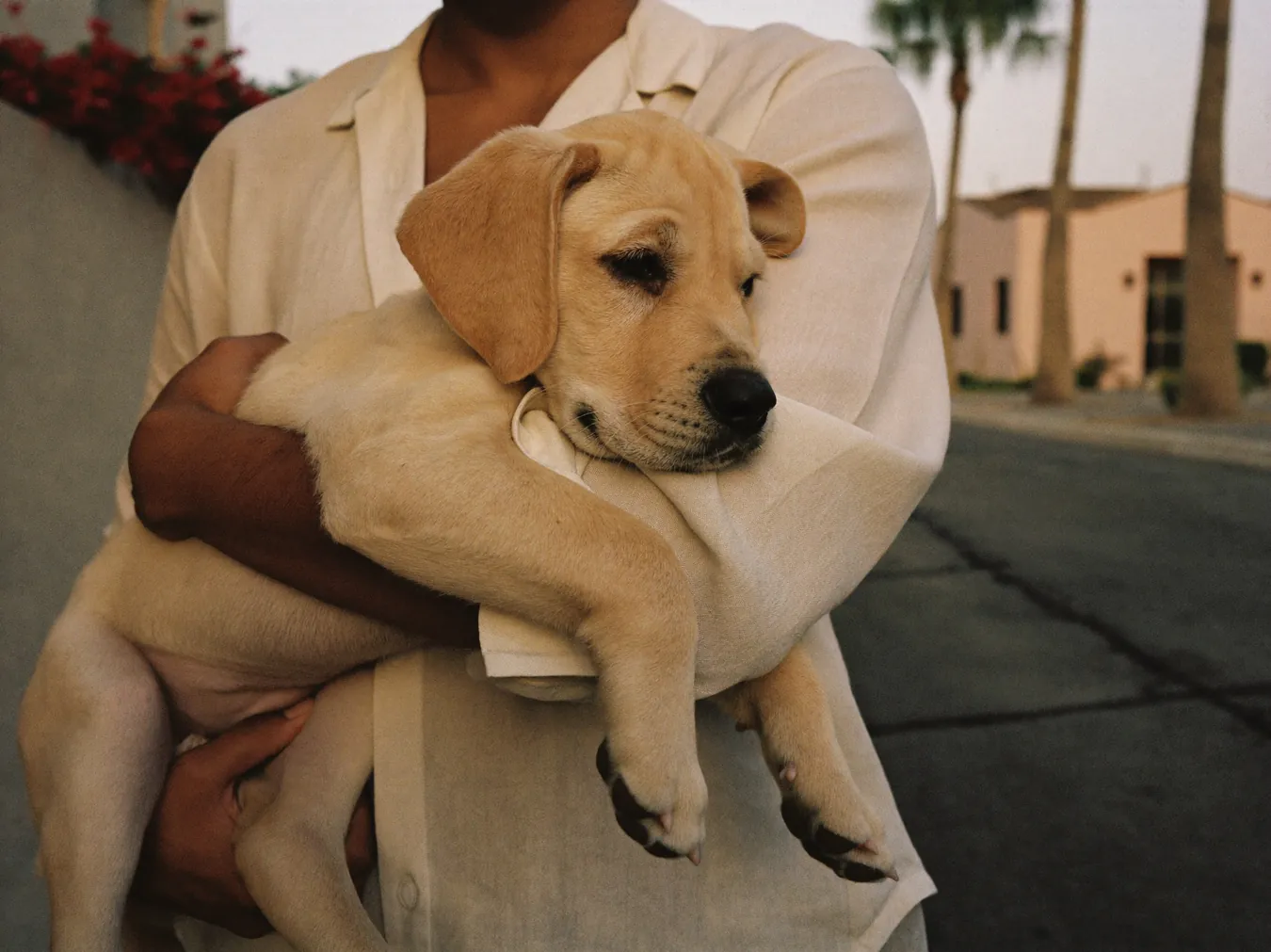 A Labrador puppy carried in a pet parent's arms along a palm-lined street in Dubai