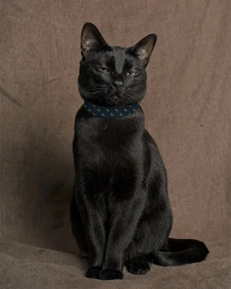 Cat collar, worn, gold on navy