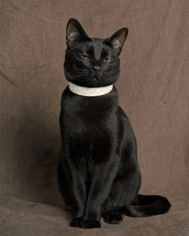 Cat collar, worn, ampersand confetti