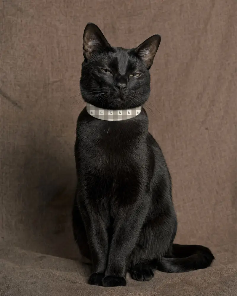 Cat collar, worn, taupe gingham